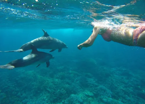 Delfinschwimmen
